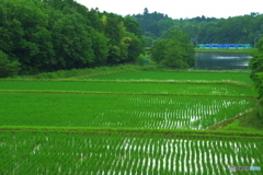 棚田と鉄道の風景