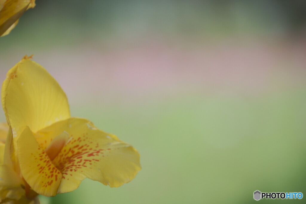 花音痴でも花を撮る