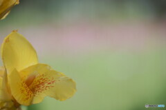 花音痴でも花を撮る