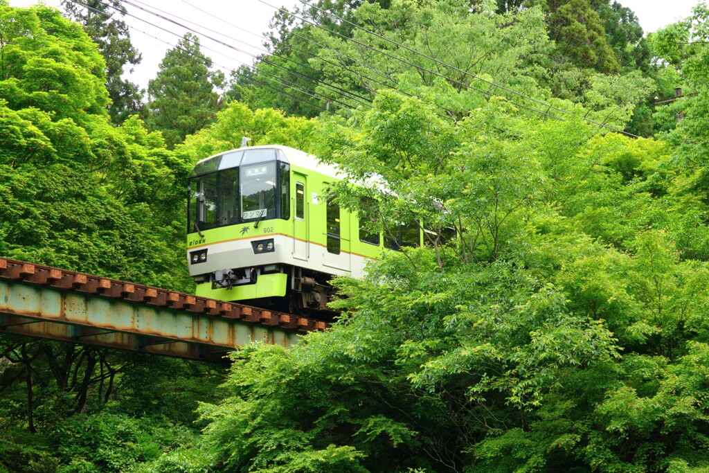 青モミジと青キララ（サブタイトル　日の丸構図　上等）