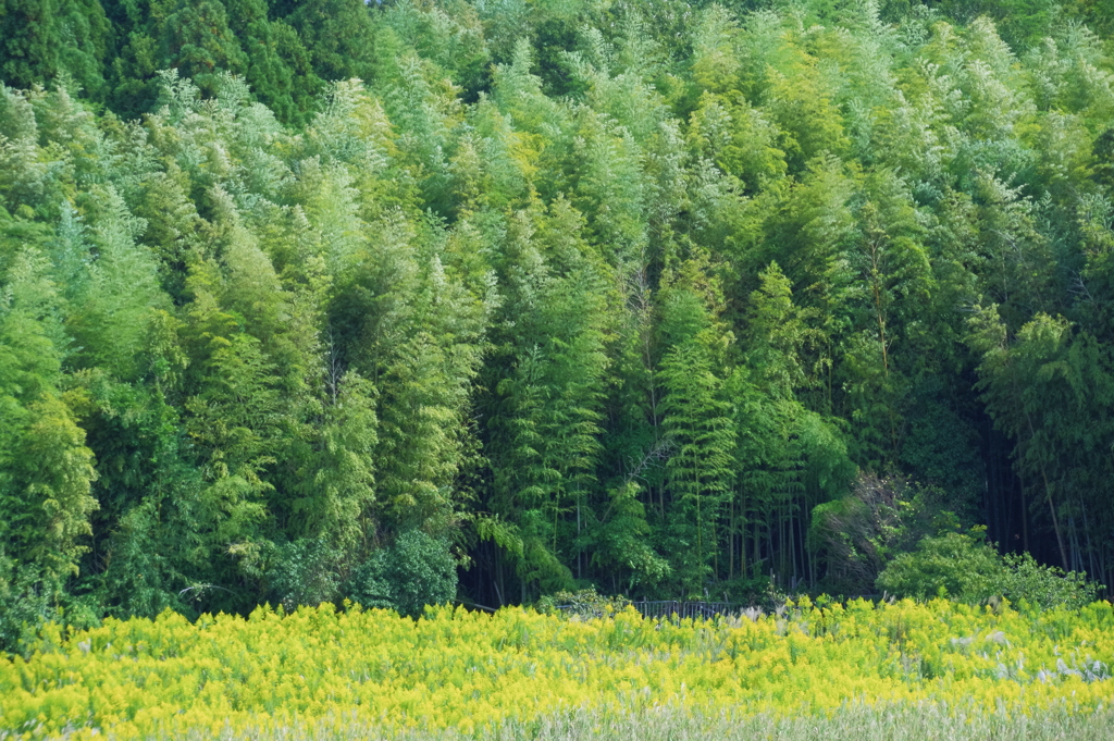 green＆yellow