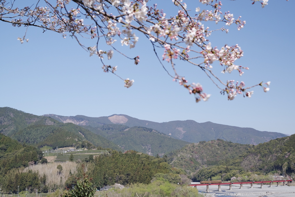 大井川第一橋梁（桜あり）