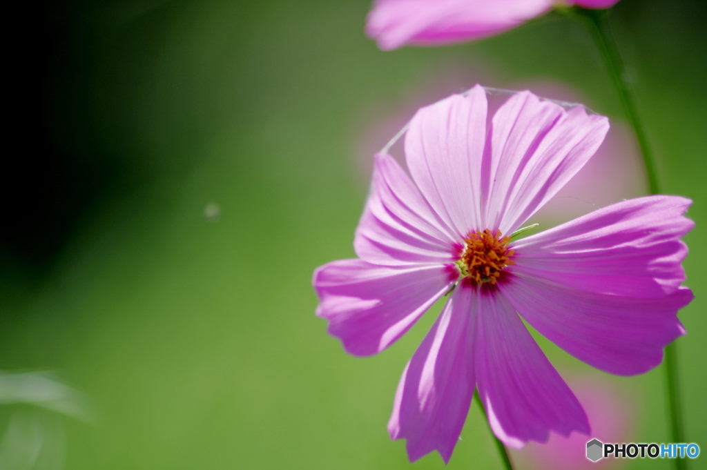 真夏に咲く秋桜