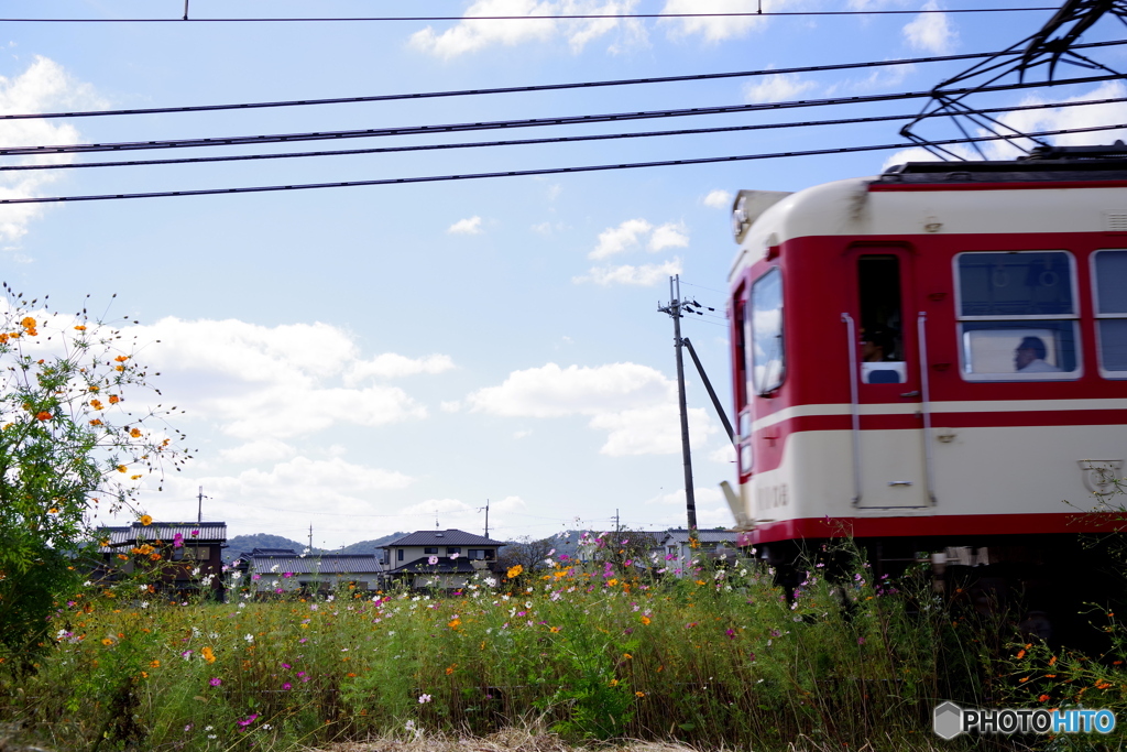 秋桜 線路傍