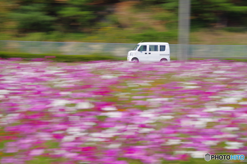 秋桜流し（クルマ）