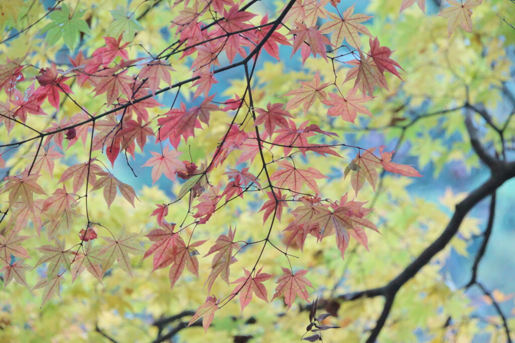 透き通る紅葉