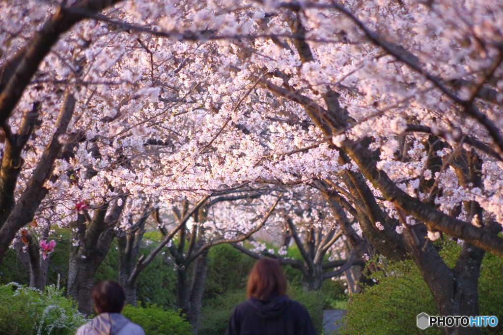 桜のトンネル