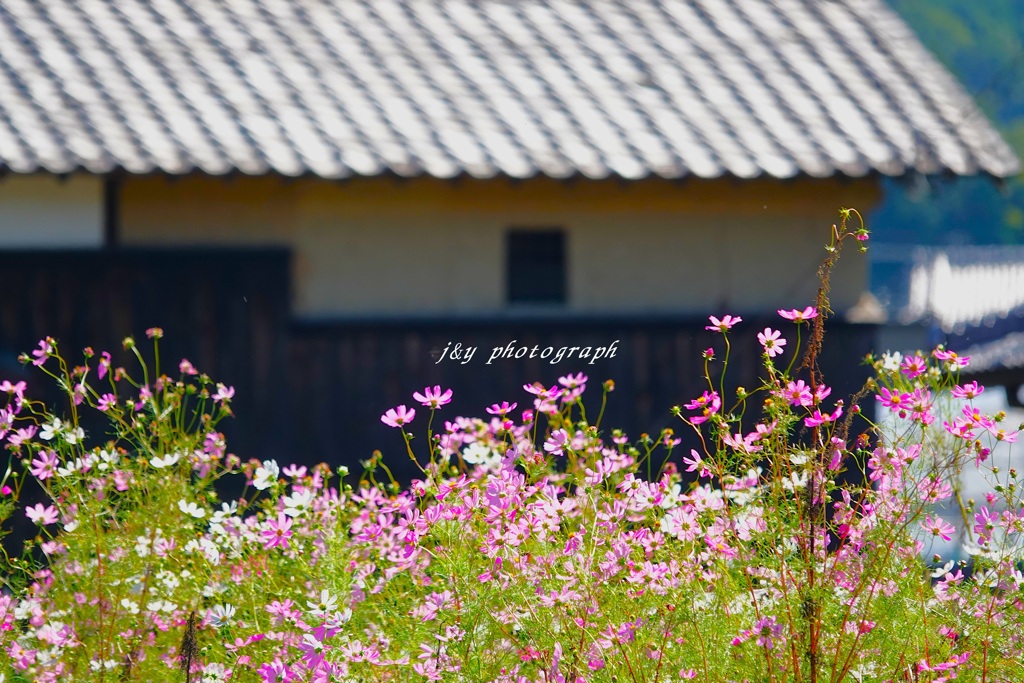 里山秋桜風景