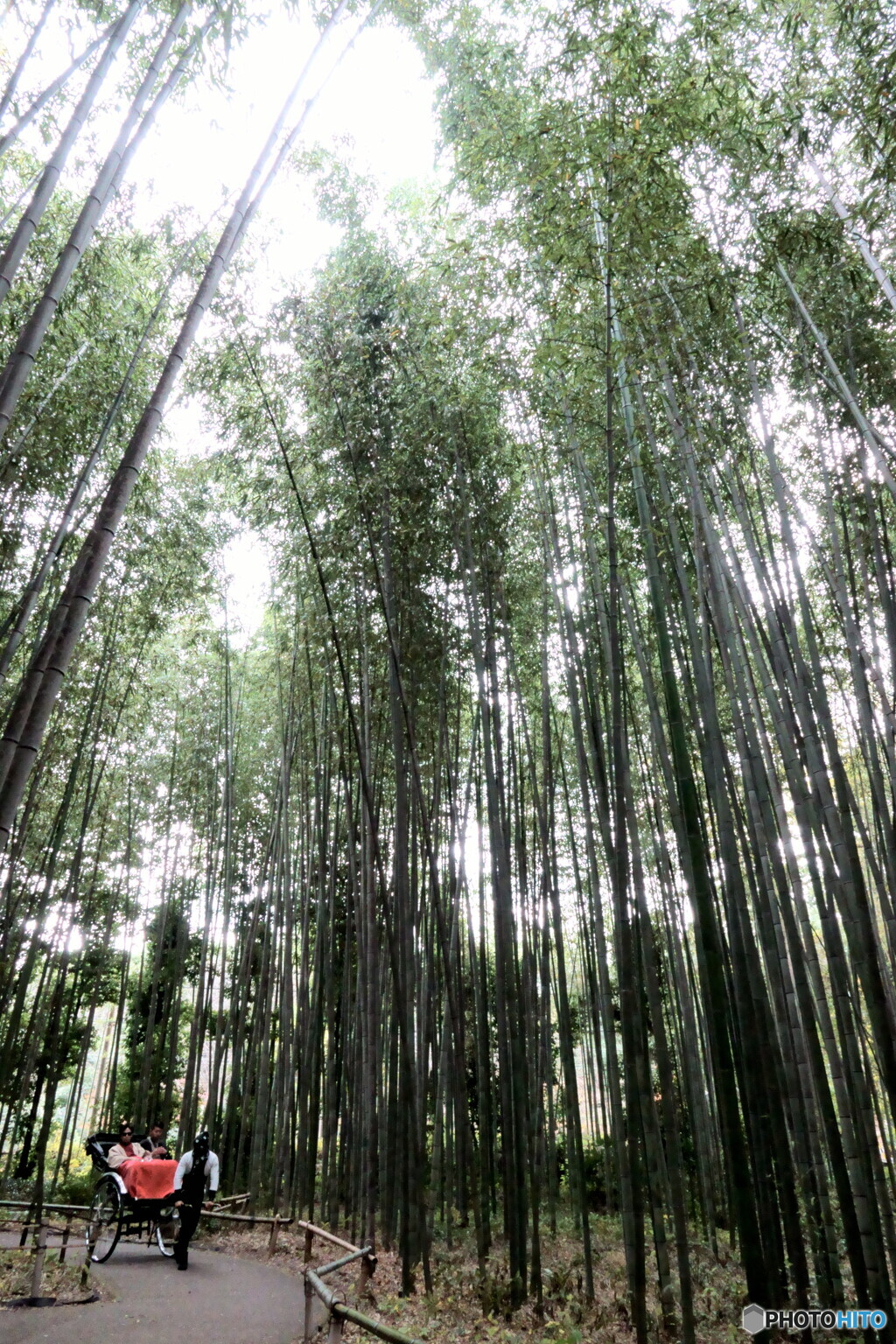 嵯峨野を駆ける