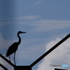 青サギくんのシルエット