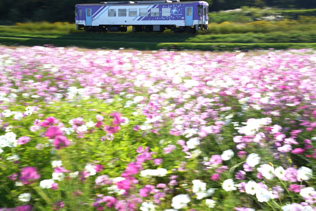 コスモス流し
