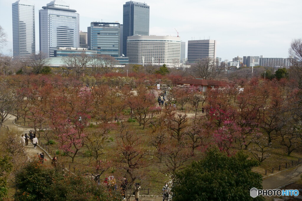 大阪城公園　梅林全景