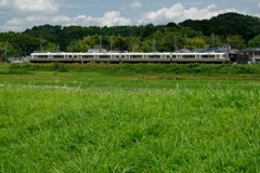 タンポポと白い電車