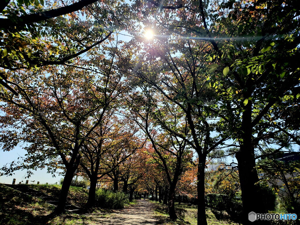 桜回廊の秋