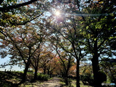 桜回廊の秋