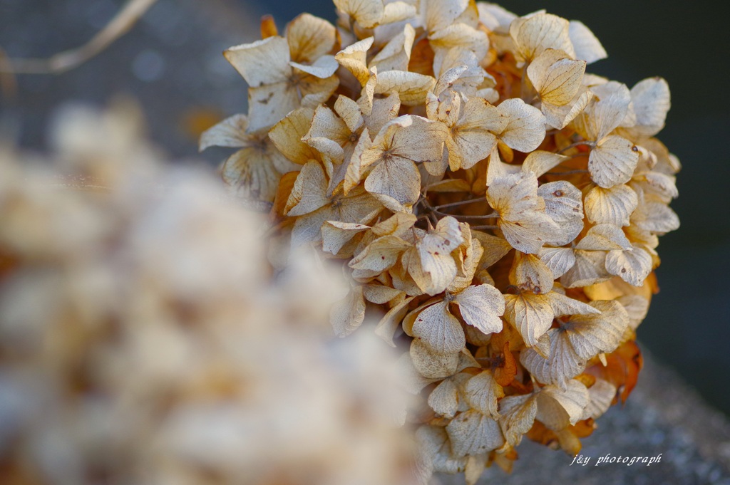 枯れにも美学あり