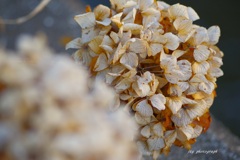 枯れにも美学あり