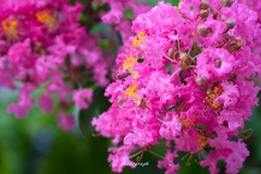 花音痴でも花を撮る