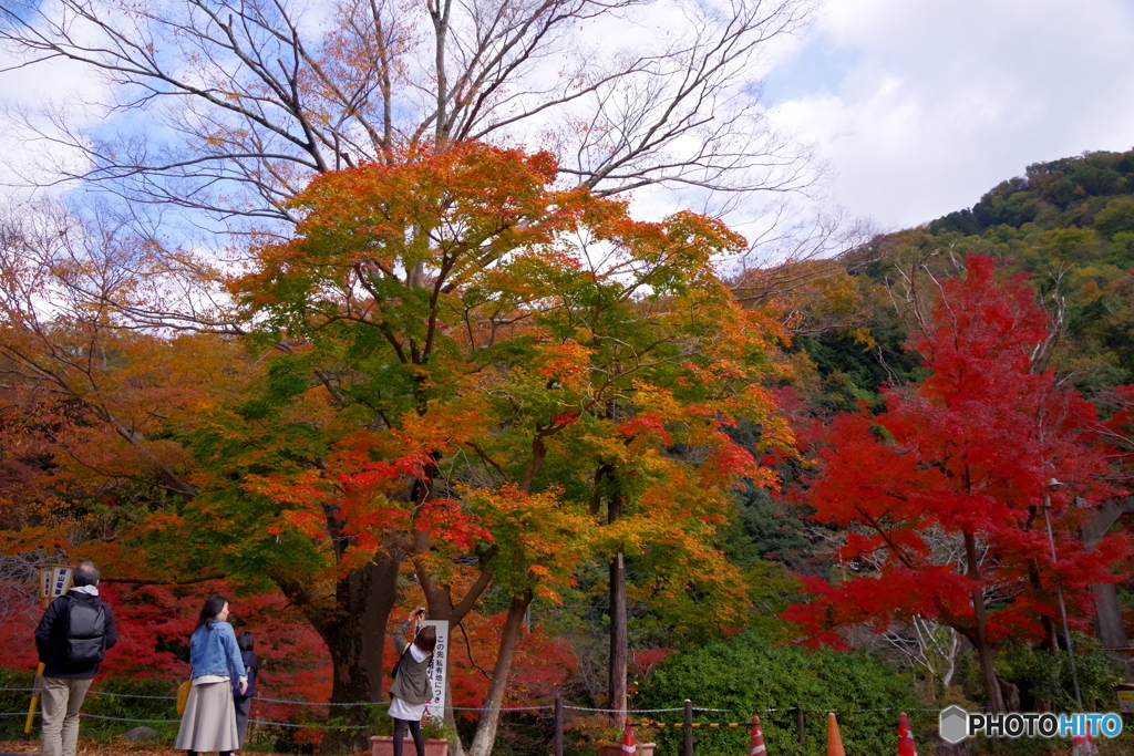 見上げた風景はどうですか？