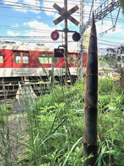 竹の子が成長すると・・