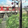 竹の子が成長すると・・
