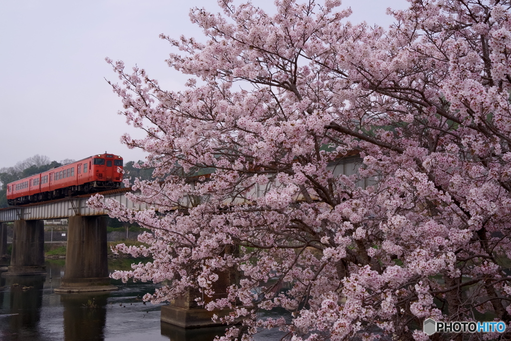 タラコの春　2021