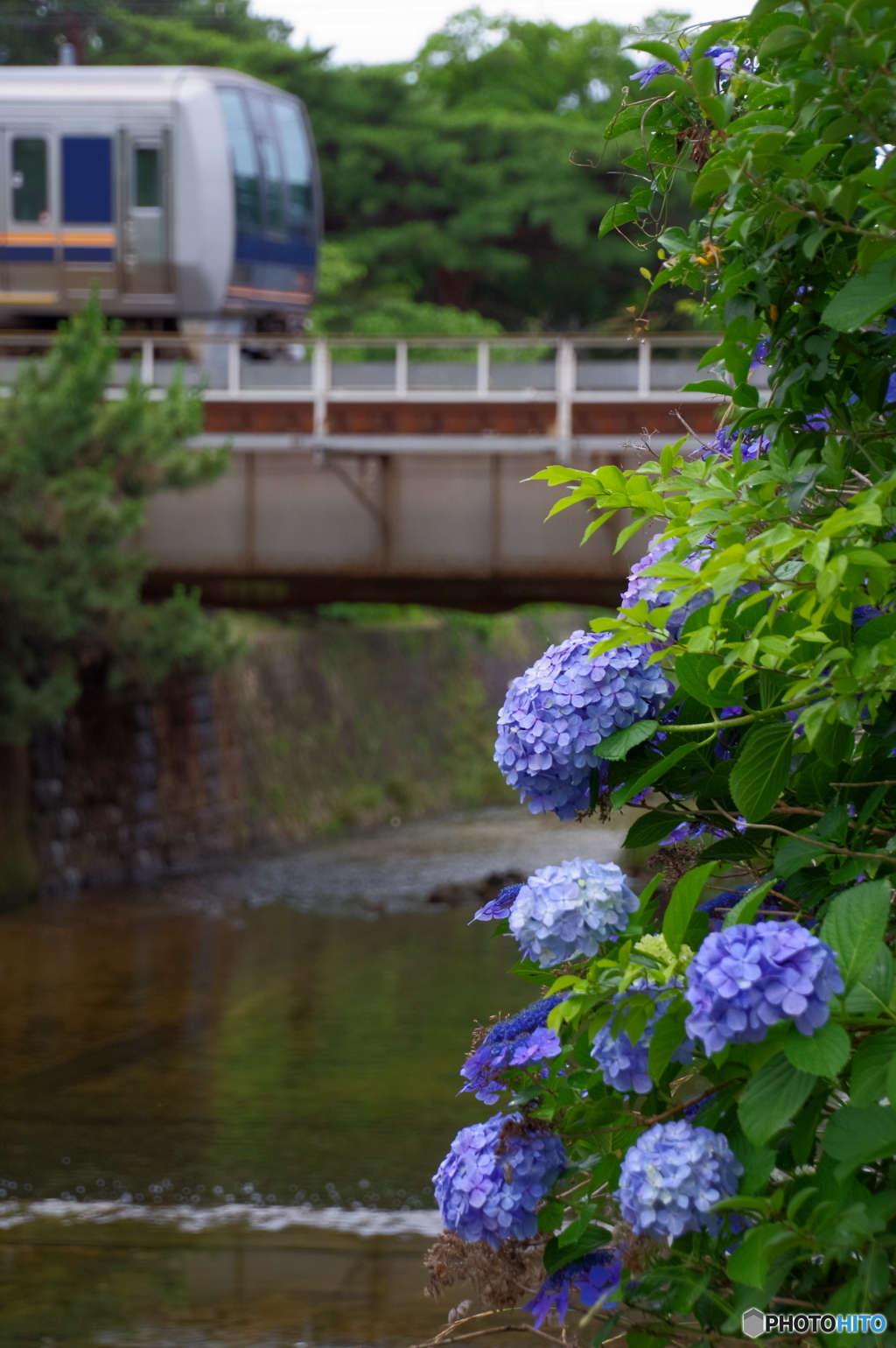 青い紫陽花