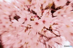 桜　ズーム！！
