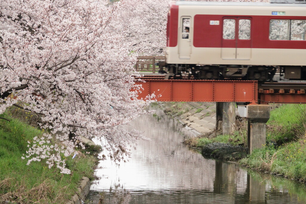 窓の向こうも桜