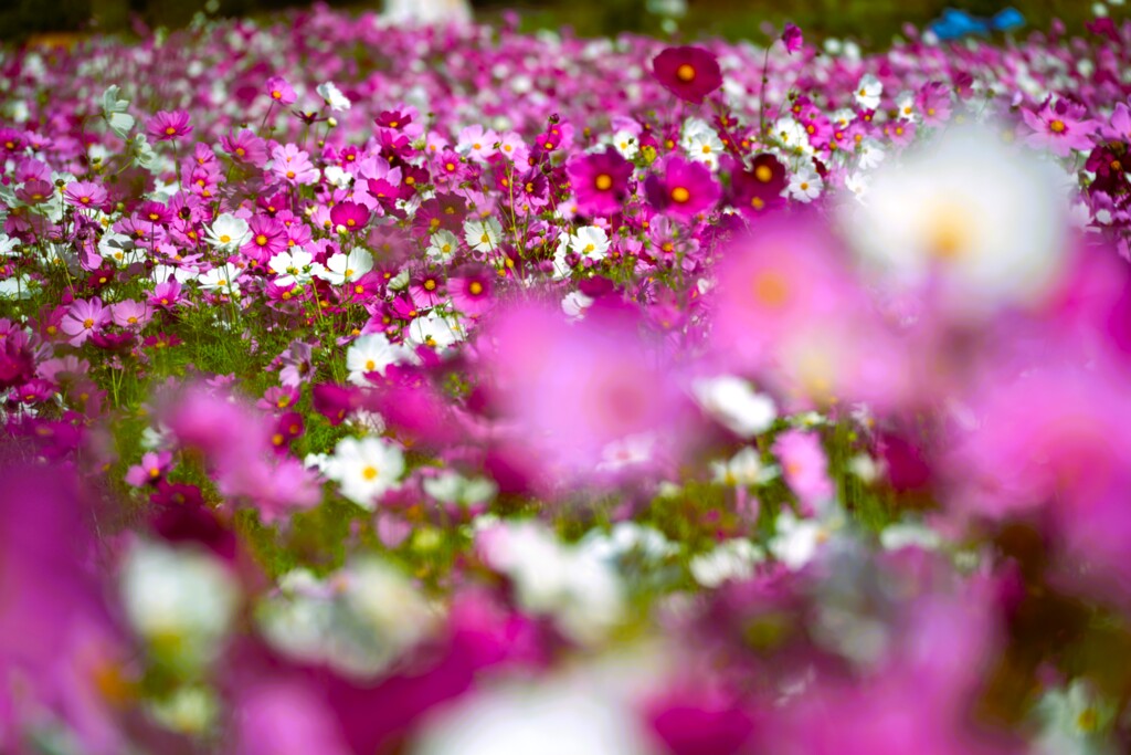 秋の桜