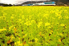「しまかぜ」が来た