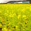 「しまかぜ」が来た