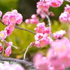 梅と松