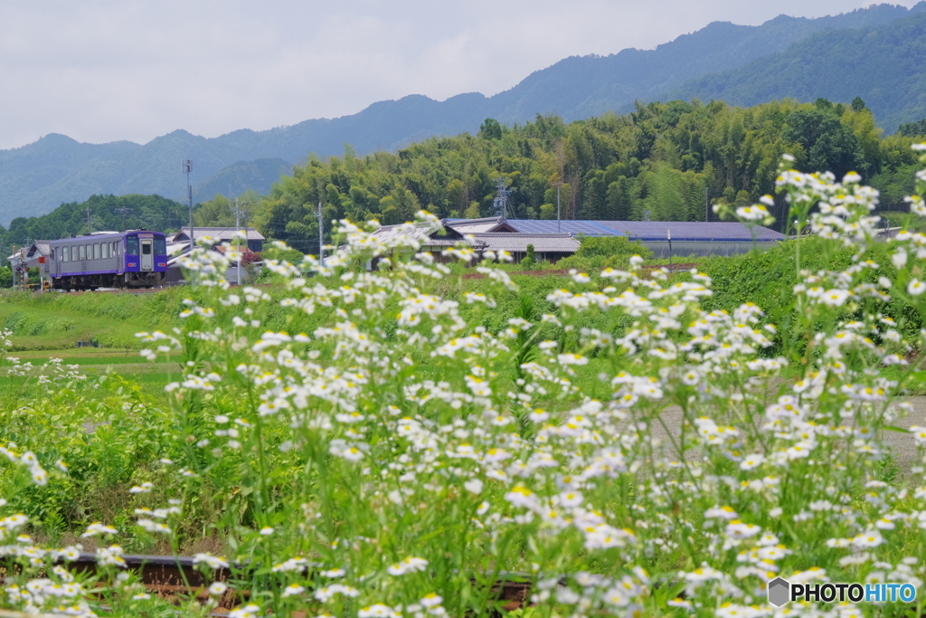 里山に夏が来た