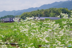 里山に夏が来た