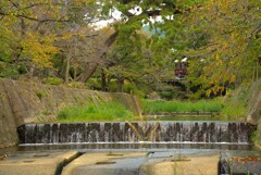 桜の名所も秋色