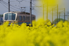 お花畑の「あかね号」