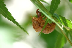 青モミジに残る