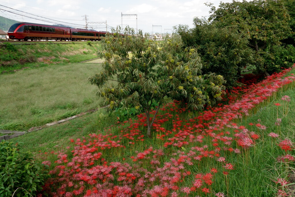 火の鳥と火の花