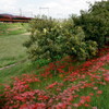 火の鳥と火の花