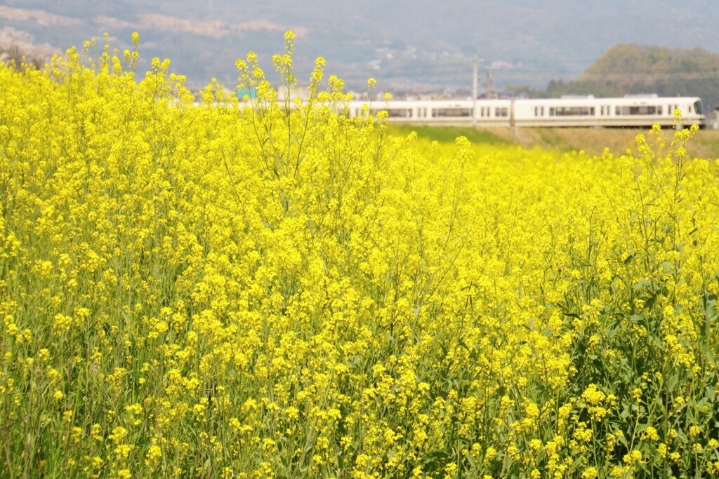 春色鉄道風景