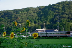 早朝の向日葵