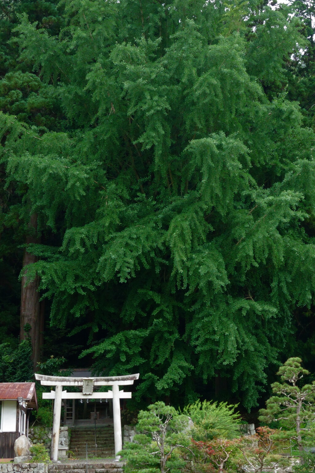 緑と白鳥居