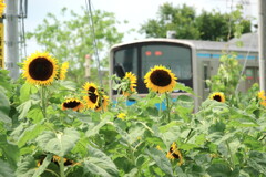 今日にも梅雨明けか？