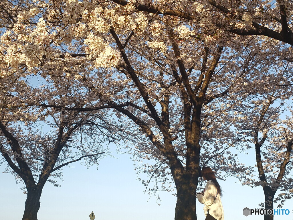 満開の桜、でも主役は「❢」