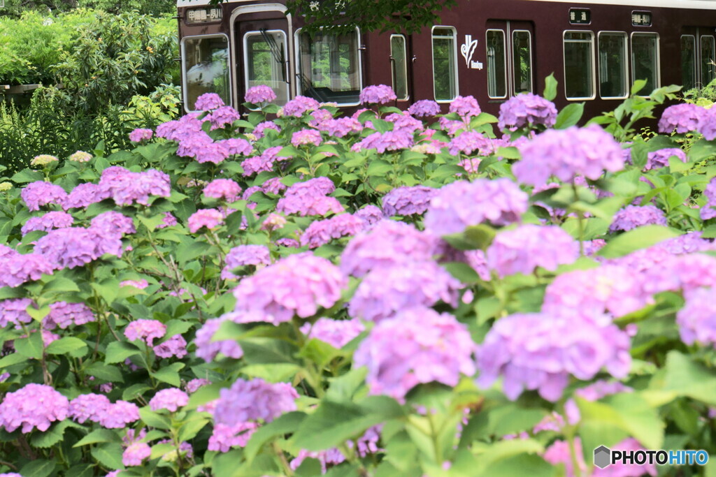 花に埋もれる