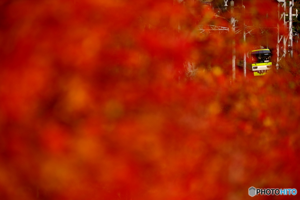 紅葉に包まれ