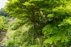 貴船口の初夏