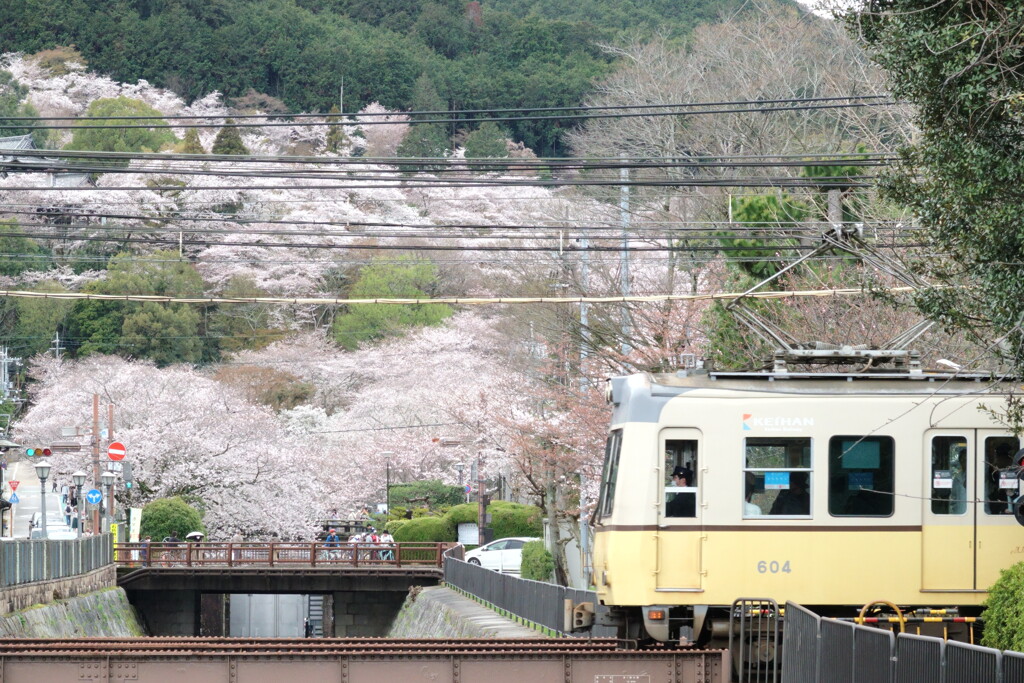 三井寺の桜風景