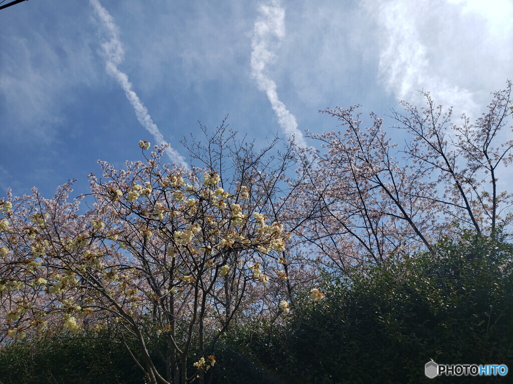 ひこうき雲